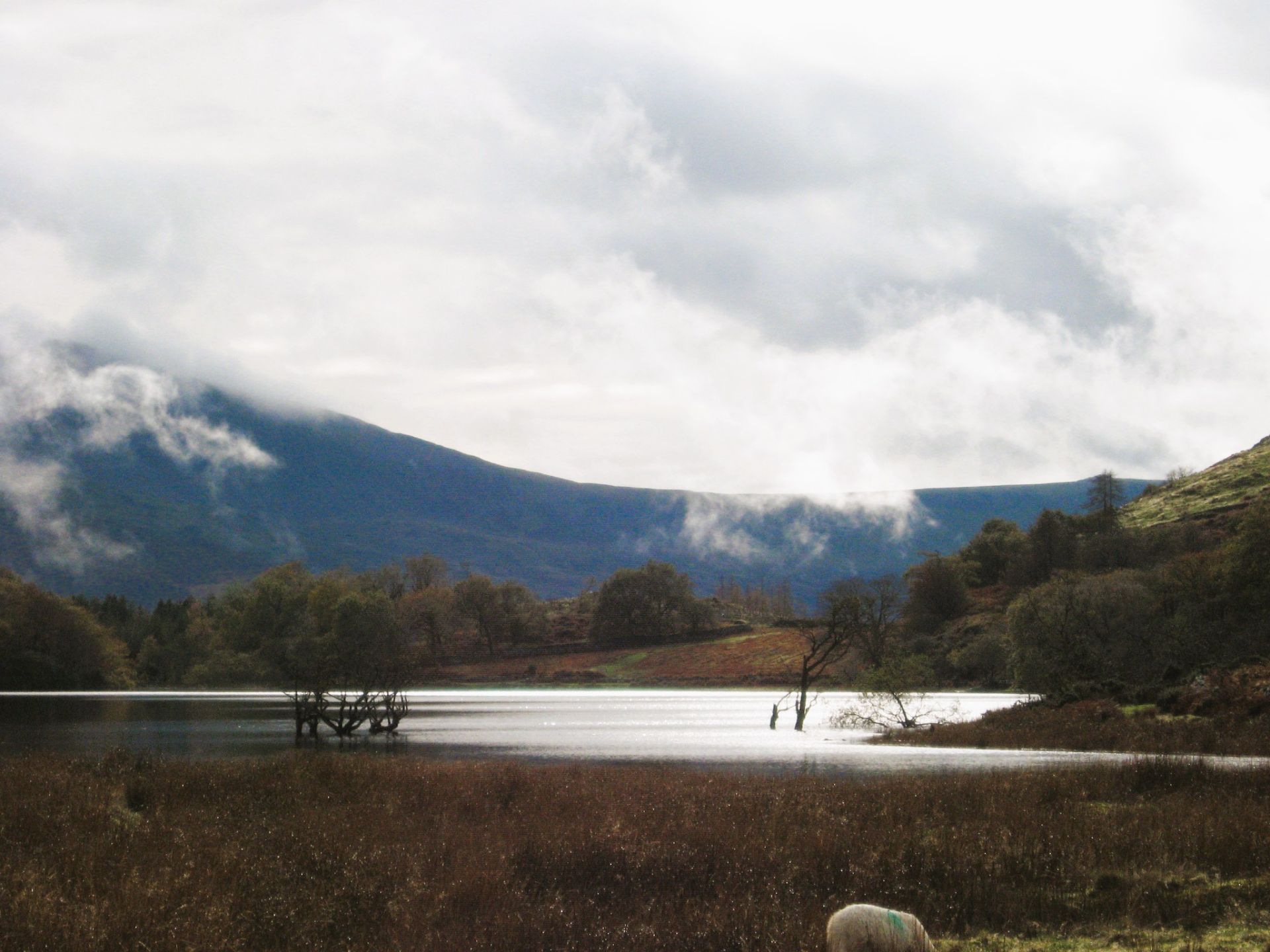 Llyn Cynwch